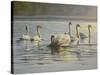 Hanover Swans Six-Bruce Dumas-Stretched Canvas