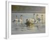 Hanover Swans Six-Bruce Dumas-Framed Giclee Print