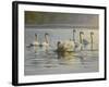 Hanover Swans Six-Bruce Dumas-Framed Giclee Print