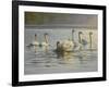 Hanover Swans Six-Bruce Dumas-Framed Giclee Print