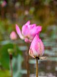 Lotus Flower, Lotus Flower (Nelumbo Nucifera), Bali-Hans Blossey-Framed Photographic Print