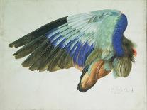 Wing of a Blue Roller, Copy of an Original by Albrecht Durer of 1512-Hans Hoffmann-Framed Stretched Canvas