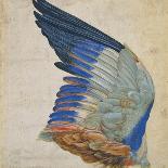 Wing of a Blue Roller, Copy of an Original by Albrecht Durer of 1512-Hans Hoffmann-Framed Stretched Canvas