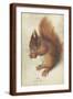 Brown Frame