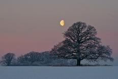 The Oak and the Moon-Hans Jørgen Lindeløff-Stretched Canvas