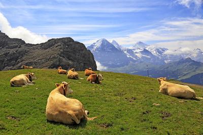 Cows at Faulhorn, Grindelwald, Bernese Oberland, Switzerland, Europe