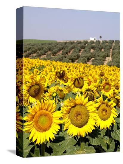 Stretched Canvas Print, , large