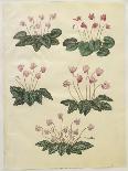 Cyclamen Purprascens from the Album Gottorfer Codex, c.1650-Hans Simon Holtzbecher-Stretched Canvas