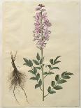 Syringa Persica, Philadelphus Coronarius And Syringa Vulgaris From Album Gottorfer Codex, c.1650-Hans Simon Holtzbecher-Giclee Print