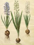 Hyacinthoides Orientalis from the Album Gottorfer Codex, c.1650-Hans Simon Holtzbecher-Giclee Print