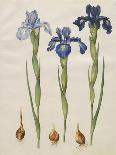 Iris xiphiodes From The Album Gottorfer Codex, c.1650-Hans Simon Holtzbecher-Giclee Print