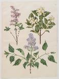 Hyacinthoides Orientalis from the Album Gottorfer Codex, c.1650-Hans Simon Holtzbecher-Giclee Print