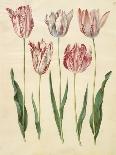 Cyclamen Purprascens from the Album Gottorfer Codex, c.1650-Hans Simon Holtzbecher-Stretched Canvas