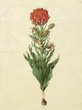 Tulipa Gesneriana From The Album Gottorfer Codex, c.1650-Hans Simon Holtzbecher-Giclee Print