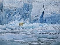 Polar Bear on Ice at Monaco Glacier-Hans Strand-Photographic Print