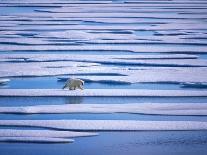 Polar Bear on Ice at Monaco Glacier-Hans Strand-Photographic Print