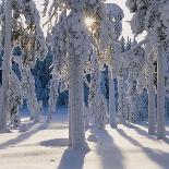 Winter Forest-Hans Strand-Photographic Print