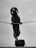 People Climbing the Teton Mountains-Hansel Mieth-Photographic Print