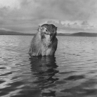 Rhesus Monkey Sitting in Water Up to His Chest