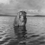 Rhesus Monkey Sitting in Water Up to His Chest-Hansel Mieth-Photographic Print