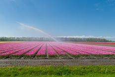 Tulip Field-hansenn-Mounted Photographic Print