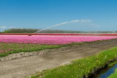 Row of Tulips-hansenn-Photographic Print