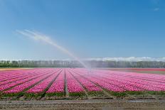 Row of Tulips-hansenn-Photographic Print