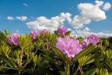 Row of Tulips-hansenn-Photographic Print