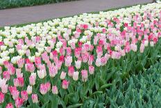 Row of Tulips-hansenn-Photographic Print