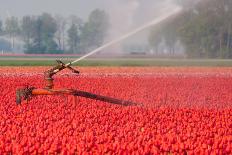 Tulip Field-hansenn-Photographic Print