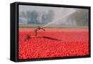 Framed Canvas
