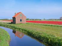 Row of Tulips-hansenn-Photographic Print