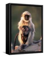 Hanuman Langur Adult Caring for Young, Thar Desert, Rajasthan, India-Jean-pierre Zwaenepoel-Framed Stretched Canvas