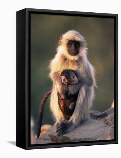 Hanuman Langur Adult Caring for Young, Thar Desert, Rajasthan, India-Jean-pierre Zwaenepoel-Framed Stretched Canvas