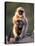 Hanuman Langur Adult Caring for Young, Thar Desert, Rajasthan, India-Jean-pierre Zwaenepoel-Stretched Canvas