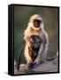 Hanuman Langur Adult Caring for Young, Thar Desert, Rajasthan, India-Jean-pierre Zwaenepoel-Framed Stretched Canvas
