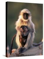 Hanuman Langur Adult Caring for Young, Thar Desert, Rajasthan, India-Jean-pierre Zwaenepoel-Stretched Canvas