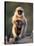 Hanuman Langur Adult Caring for Young, Thar Desert, Rajasthan, India-Jean-pierre Zwaenepoel-Stretched Canvas