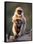 Hanuman Langur Adult Caring for Young, Thar Desert, Rajasthan, India-Jean-pierre Zwaenepoel-Framed Stretched Canvas