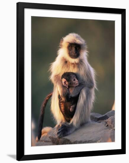 Hanuman Langur Adult Caring for Young, Thar Desert, Rajasthan, India-Jean-pierre Zwaenepoel-Framed Premium Photographic Print