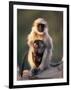 Hanuman Langur Adult Caring for Young, Thar Desert, Rajasthan, India-Jean-pierre Zwaenepoel-Framed Premium Photographic Print