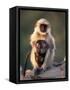 Hanuman Langur Adult Caring for Young, Thar Desert, Rajasthan, India-Jean-pierre Zwaenepoel-Framed Stretched Canvas