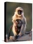 Hanuman Langur Adult Caring for Young, Thar Desert, Rajasthan, India-Jean-pierre Zwaenepoel-Stretched Canvas