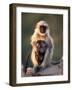 Hanuman Langur Adult Caring for Young, Thar Desert, Rajasthan, India-Jean-pierre Zwaenepoel-Framed Photographic Print