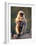 Hanuman Langur Adult Caring for Young, Thar Desert, Rajasthan, India-Jean-pierre Zwaenepoel-Framed Photographic Print