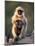 Hanuman Langur Adult Caring for Young, Thar Desert, Rajasthan, India-Jean-pierre Zwaenepoel-Mounted Photographic Print