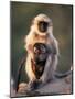 Hanuman Langur Adult Caring for Young, Thar Desert, Rajasthan, India-Jean-pierre Zwaenepoel-Mounted Photographic Print