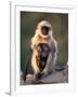 Hanuman Langur Adult Caring for Young, Thar Desert, Rajasthan, India-Jean-pierre Zwaenepoel-Framed Photographic Print