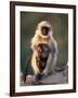 Hanuman Langur Adult Caring for Young, Thar Desert, Rajasthan, India-Jean-pierre Zwaenepoel-Framed Photographic Print