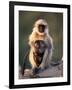 Hanuman Langur Adult Caring for Young, Thar Desert, Rajasthan, India-Jean-pierre Zwaenepoel-Framed Photographic Print